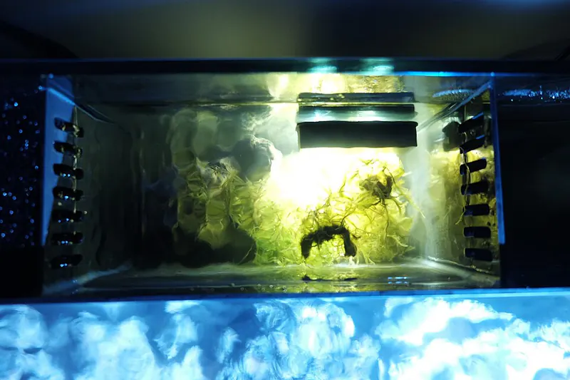 ภาพประกอบบทความ Refugium: ตู้สาหร่ายเสริมระบบ (ทำไมควรมี)