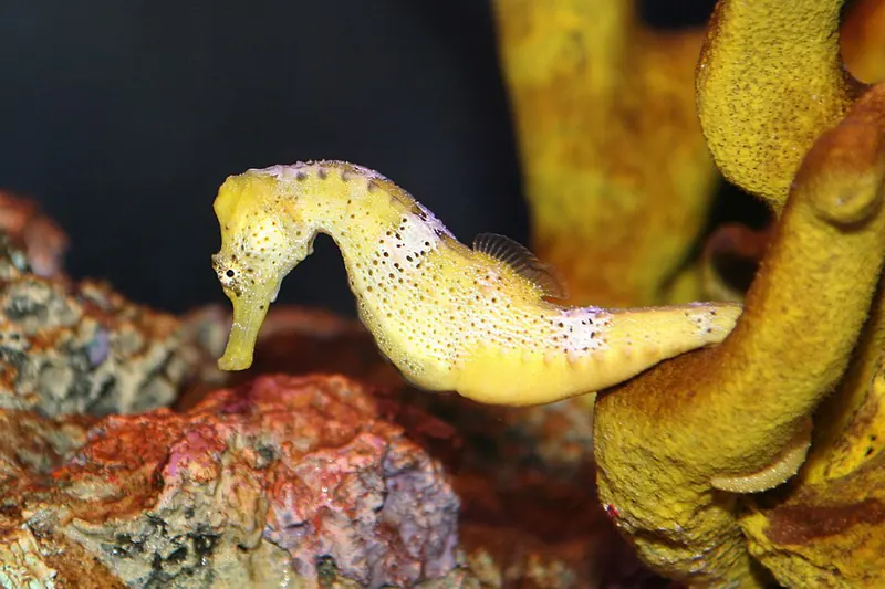 ภาพประกอบบทความ ม้าน้ำ (Seahorse): การเลี้ยงเฉพาะทางที่ต้องรู้