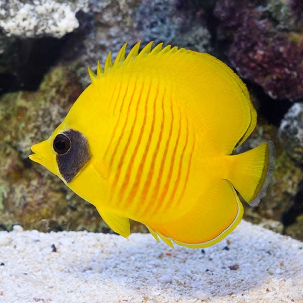 ภาพประกอบบทความ Semilarvatus Butterflyfish Red Sea (ผีเสื้อเซมิ)