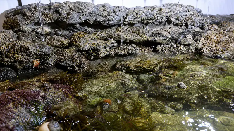 ภาพประกอบบทความ Tide Pool Simulation: แอ่งน้ำขึ้นน้ำลงจำลองที่บ้าน