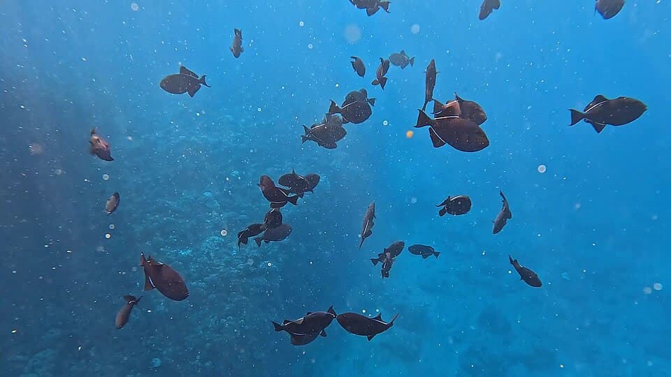 ภาพประกอบบทความ ปลาวัว (Triggerfish): บุคลิกจัดจ้านแต่ปากแข็ง