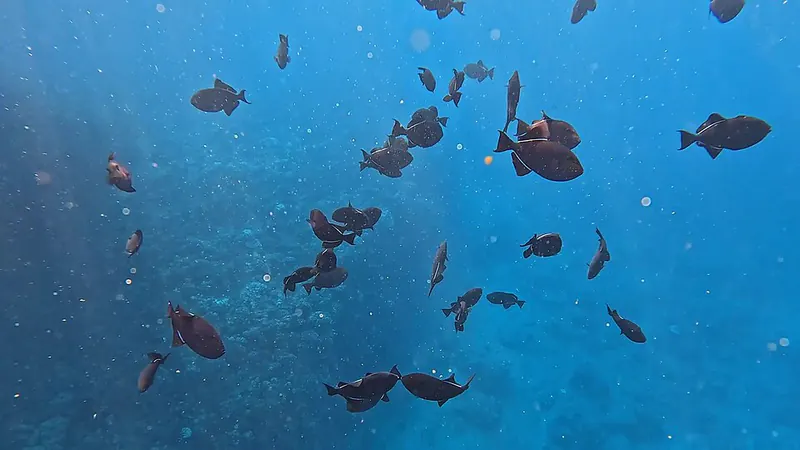 ภาพประกอบบทความ ปลาวัว (Triggerfish): บุคลิกจัดจ้านแต่ปากแข็ง