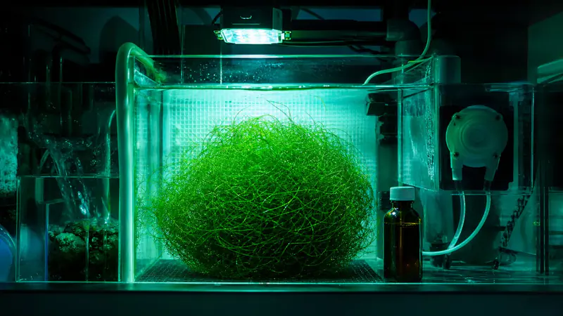 ภาพประกอบบทความ ธาตุเหล็กกับสาหร่ายใน Refugium: โดสเมื่อไร ให้เท่าไร
