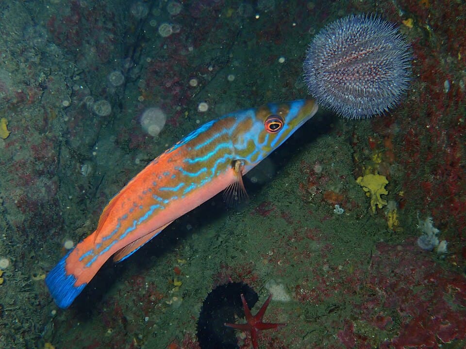 ภาพประกอบบทความ ปลานกแก้ว (Wrasse): เลี้ยงยังไง + เรื่องต้องรู้ก่อนซื้อ