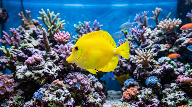 ภาพประกอบบทความ ปลาขี้ตังเบ็ดเหลือง (Yellow Tang): คู่มือเลี้ยงฉบับละเอียด