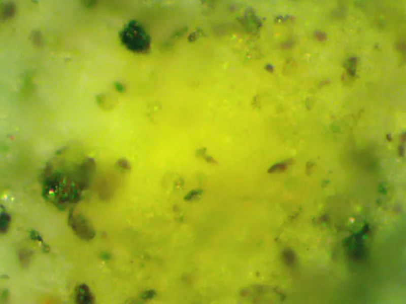 ภาพประกอบบทความ ระบบแบคทีเรีย (Zeovit / Probiotic): แนวทางน้ำใสปะการังสีสด
