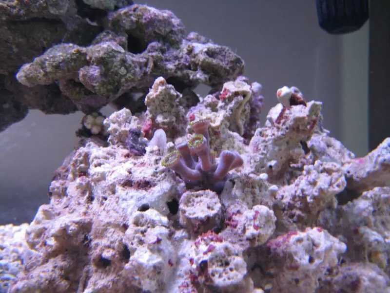 ภาพประกอบบทความ Zoanthids: คู่มือเลี้ยงฉบับละเอียด (แสง กระแส โตไว และศัตรู)