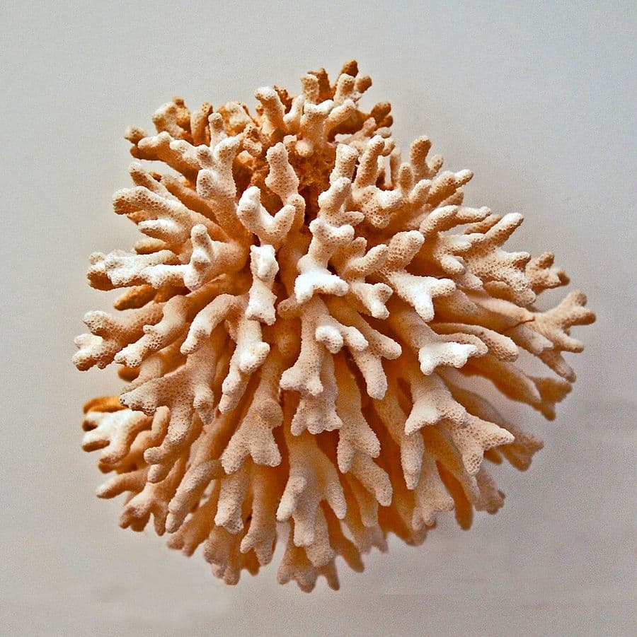 อะcanthopora (Acanthopora spp.) — ภาพประกอบ