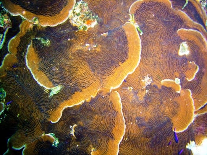 อะgaricia (Agaricia spp.) — ภาพประกอบ