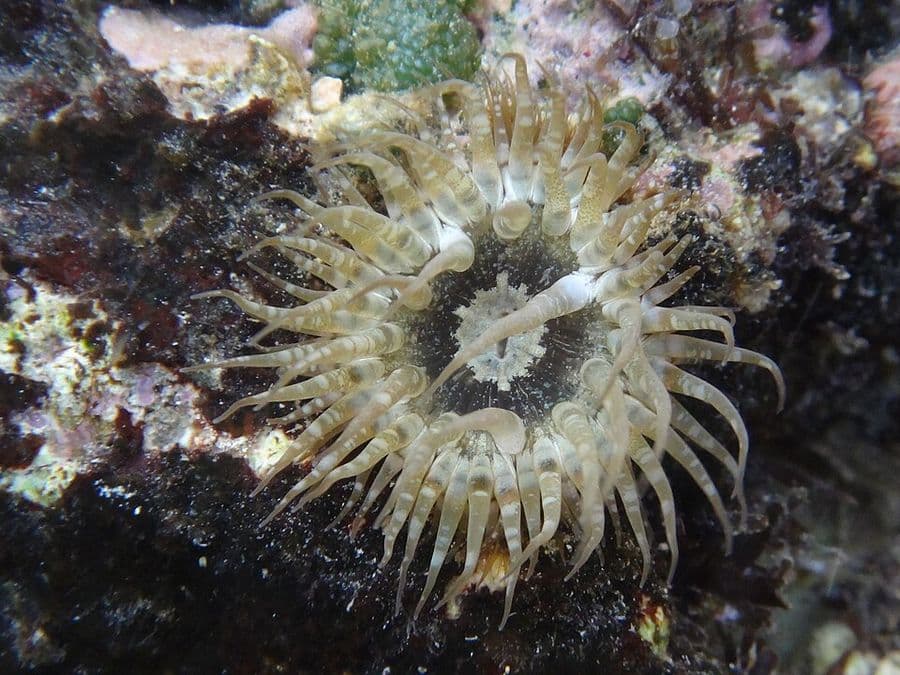 ไอป์ทาเซีย (ดอกไม้ไฟ/ศัตรูรีฟ) (Aiptasia spp.) — ภาพประกอบ
