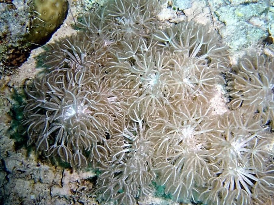 ภาพ แอนทีเลีย (หญ้าทะเล/คาร์เนชัน)