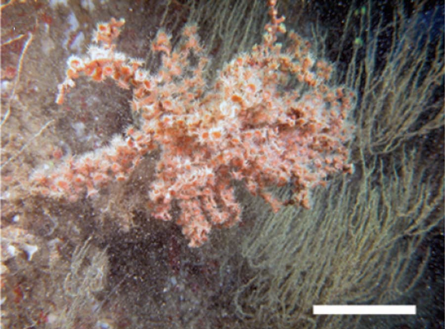 อะntipathozoanthus (Antipathozoanthus spp.) — ภาพประกอบ