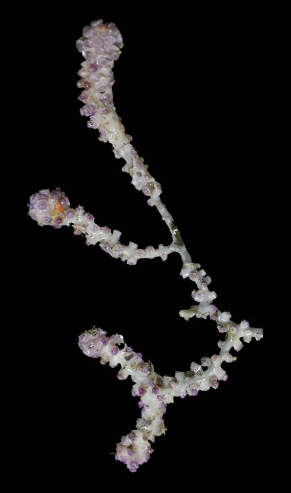 บีayergorgia (Bayergorgia spp.) — ภาพประกอบ