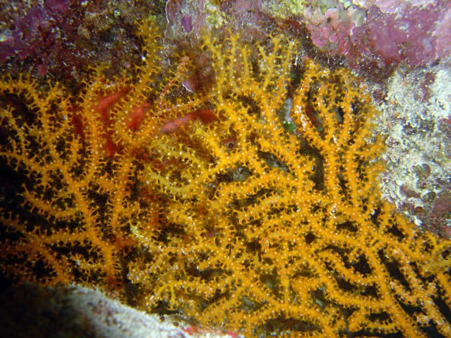 บีebryce (Bebryce spp.) — ภาพประกอบ