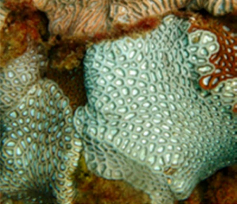 ซีoelastrea (Coelastrea spp.) — ภาพประกอบ