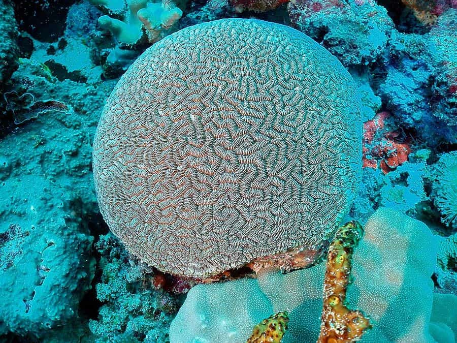 ซีtenella (Ctenella spp.) — ภาพประกอบ