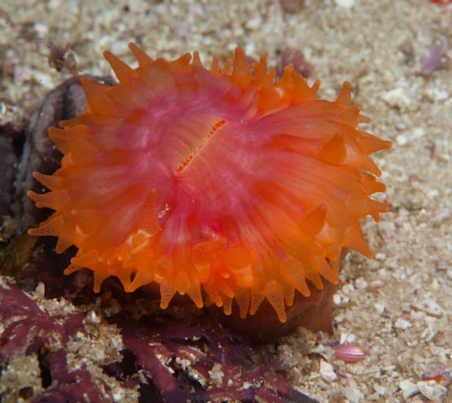 ซีyathina (Cyathina spp.) — ภาพประกอบ