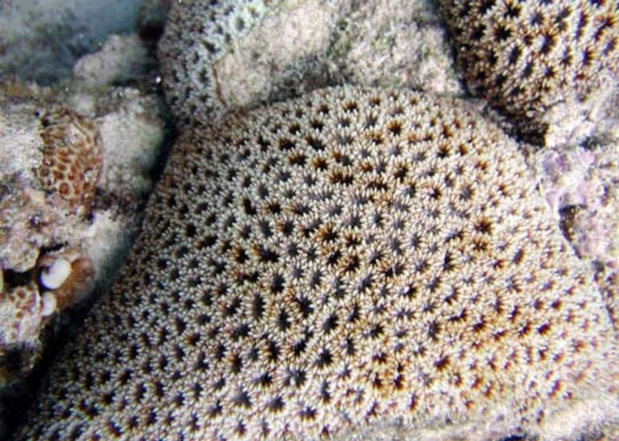 ดีipsastraea (Dipsastraea spp.) — ภาพประกอบ