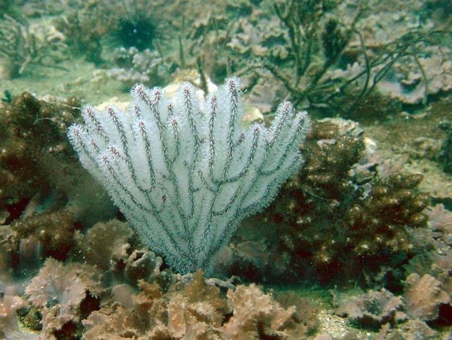 อีchinogorgia (Echinogorgia spp.) — ภาพประกอบ