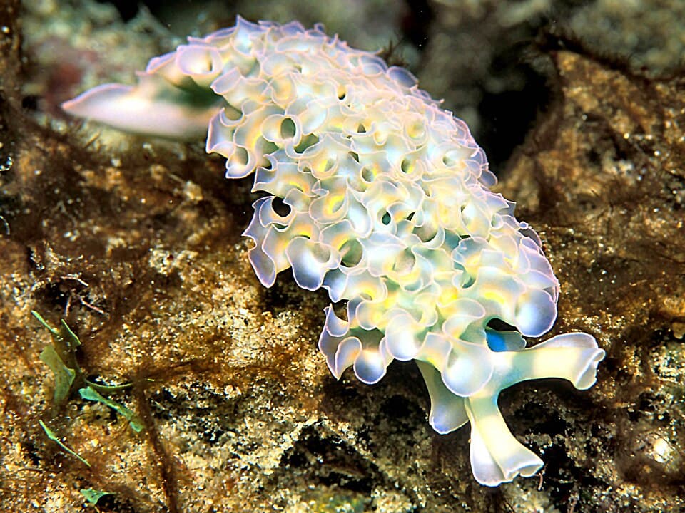 เอลิเซีย (ทากสลัด/ผักกาดหอมทะเล) (Elysia crispata) — ภาพประกอบ