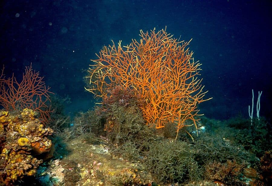 ภาพ เลปโตกอร์เจีย (พัดสีม่วงแคริบเบียน)