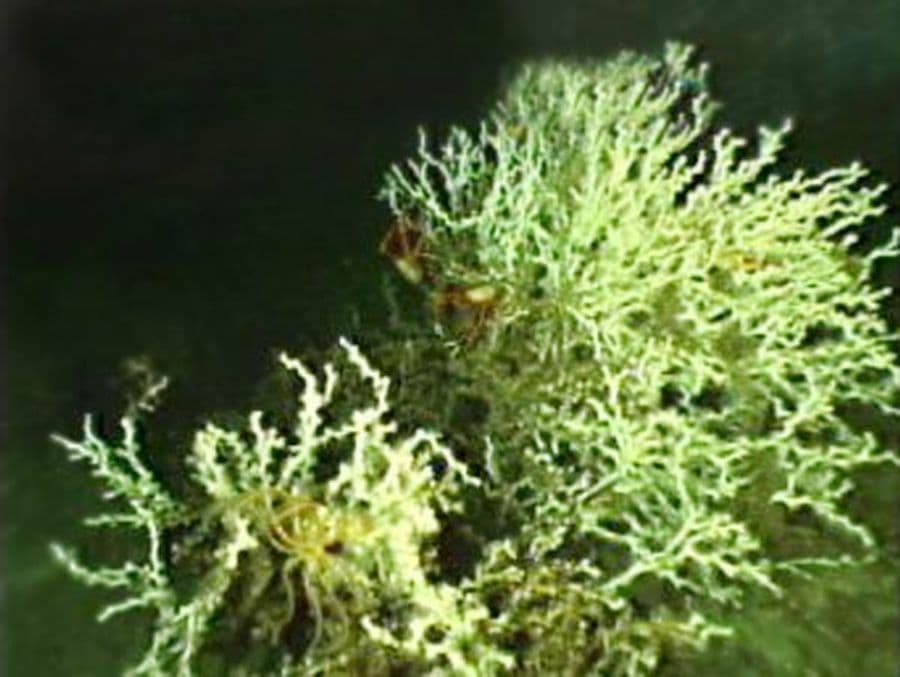 แอลophelia (Lophelia spp.) — ภาพประกอบ