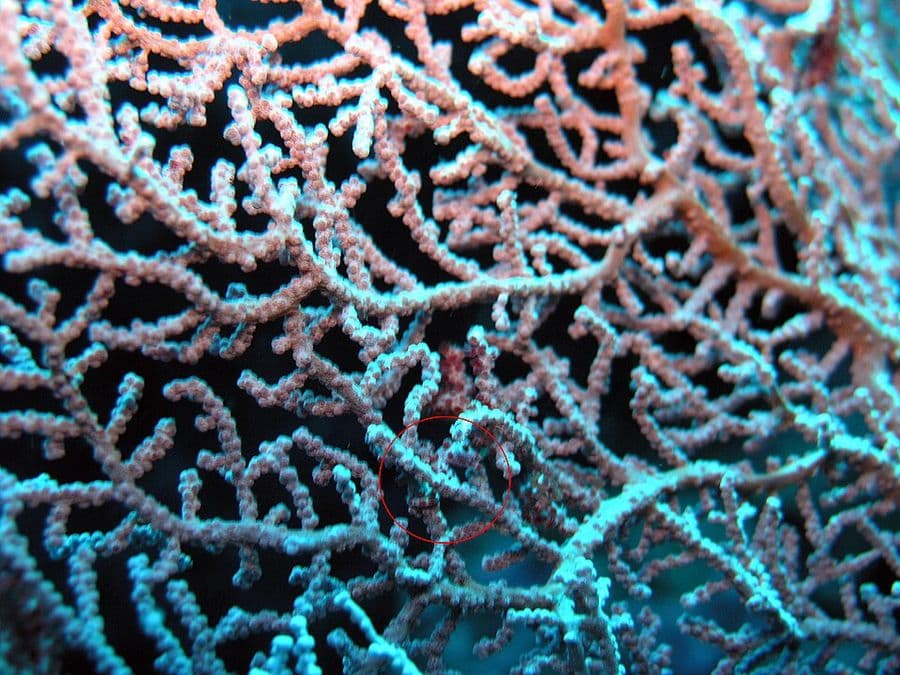 เอ็มuricella (Muricella spp.) — ภาพประกอบ