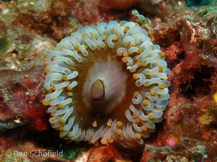 พีaracorynactis (Paracorynactis spp.) — ภาพประกอบ