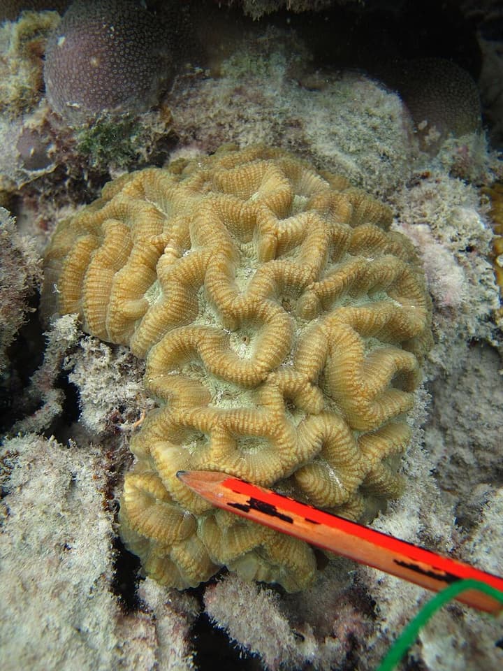พีaragoniastrea (Paragoniastrea spp.) — ภาพประกอบ