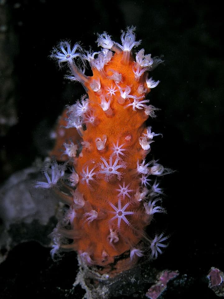พีaraminabea (Paraminabea spp.) — ภาพประกอบ