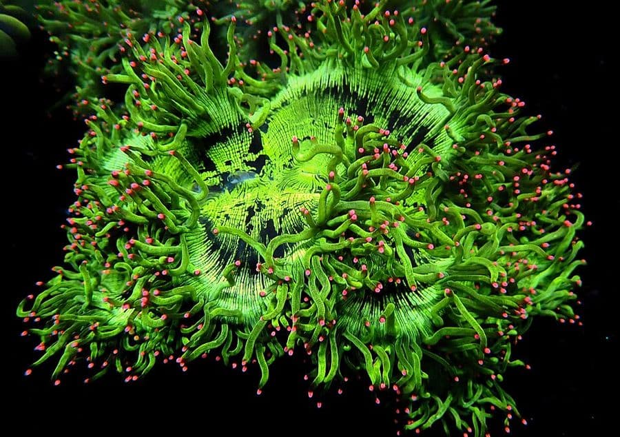 เอสideropora (Sideropora spp.) — ภาพประกอบ
