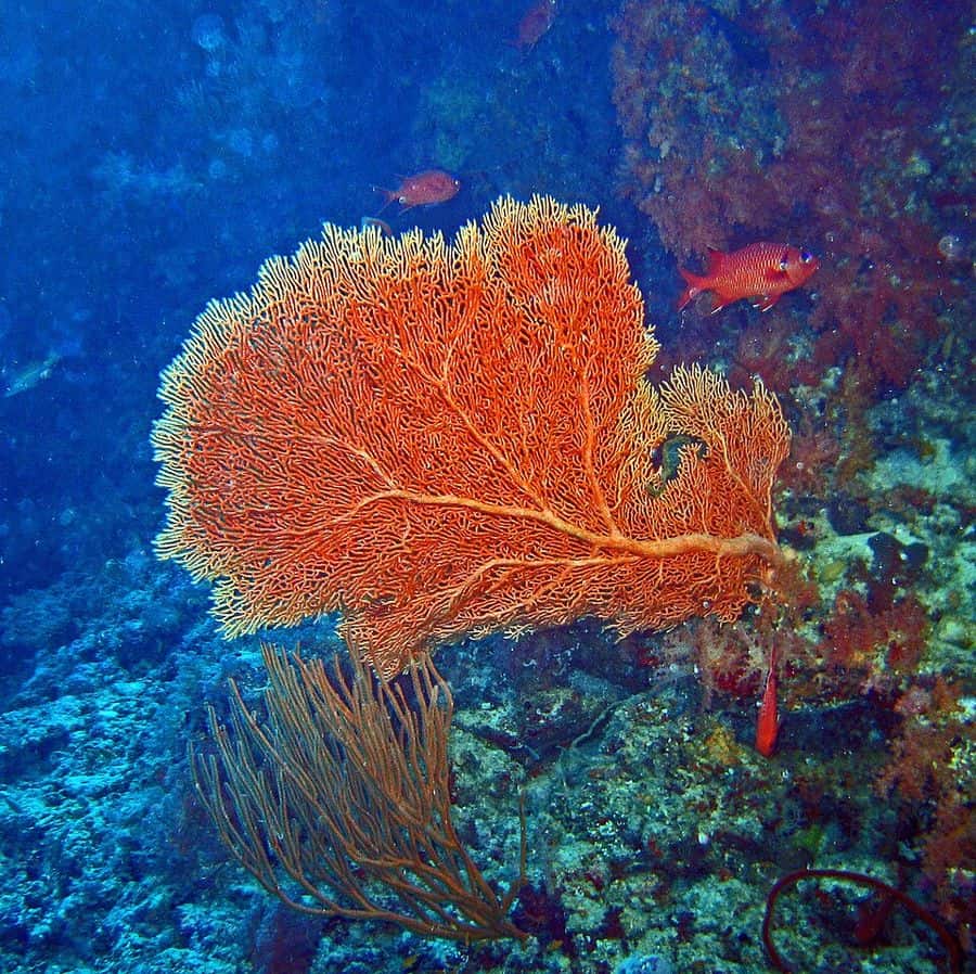 เอสubergorgia (Subergorgia spp.) — ภาพประกอบ