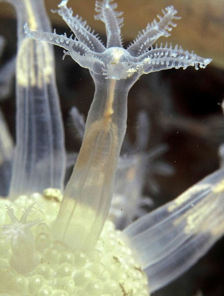 วีeretillum (Veretillum spp.) — ภาพประกอบ