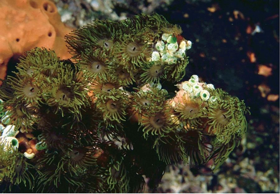ภาพ อะcrozoanthus