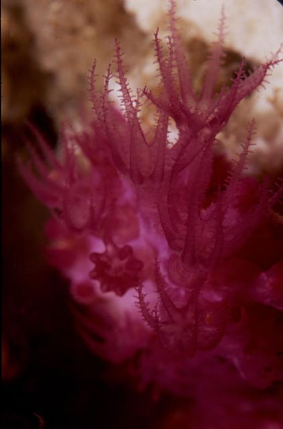 ภาพ อะlcyonium