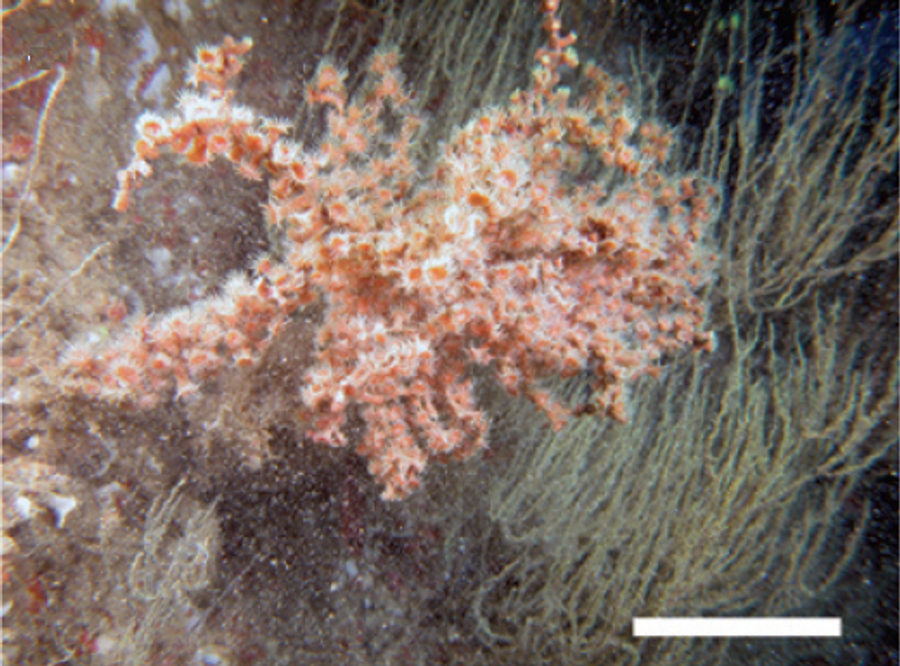 ภาพ อะntipathozoanthus