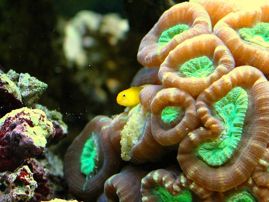 ภาพ อะstreosmilia