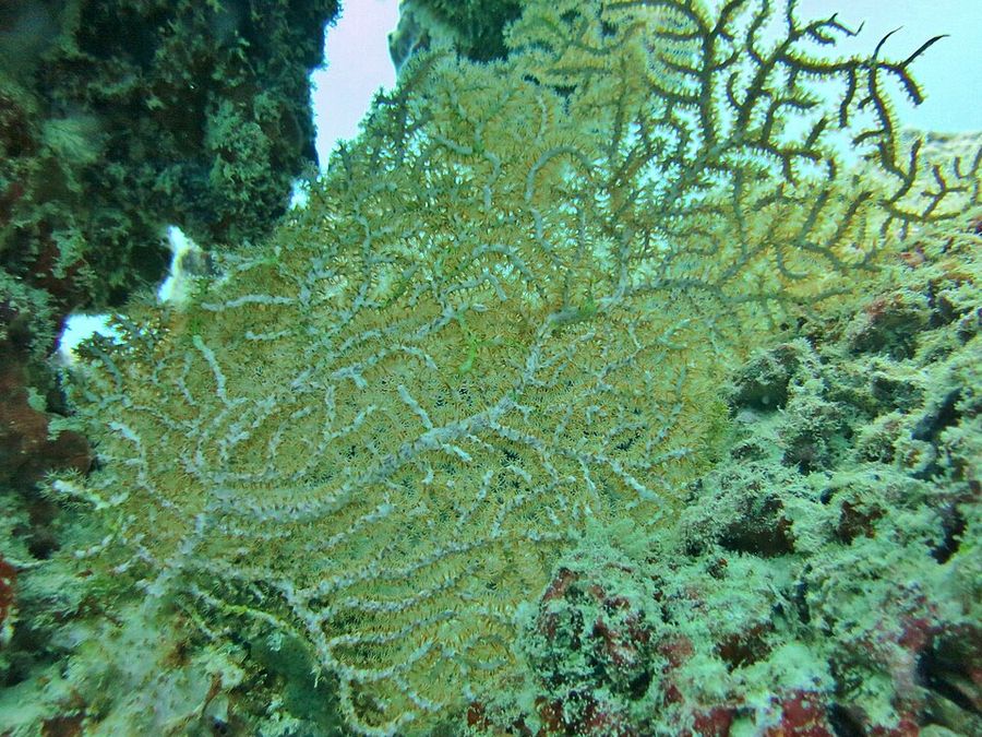 ภาพ อะstrogorgia