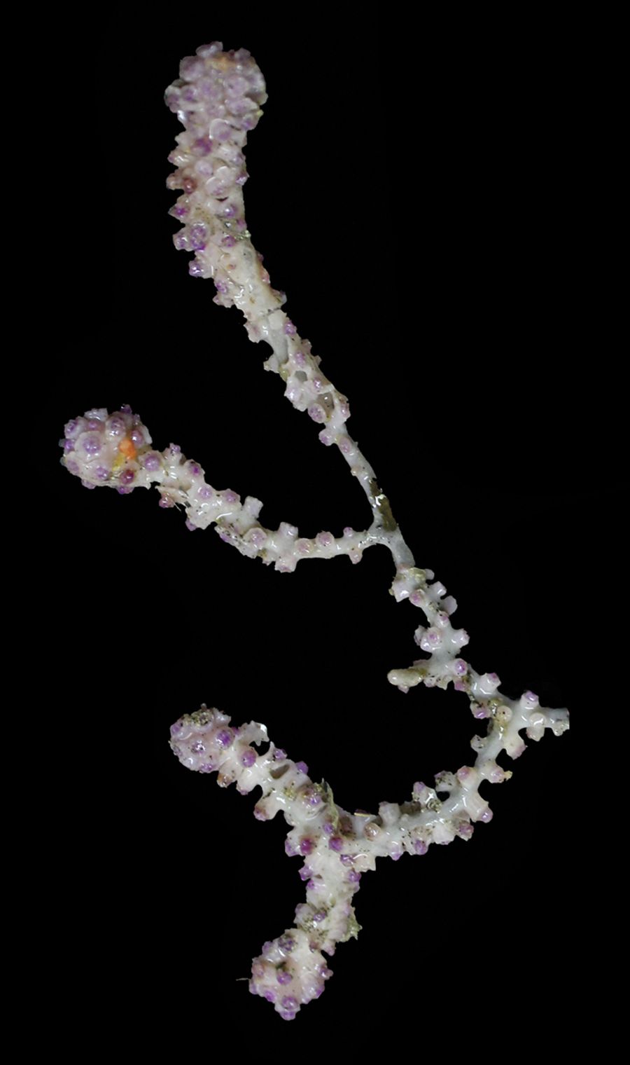 ภาพ บีayergorgia