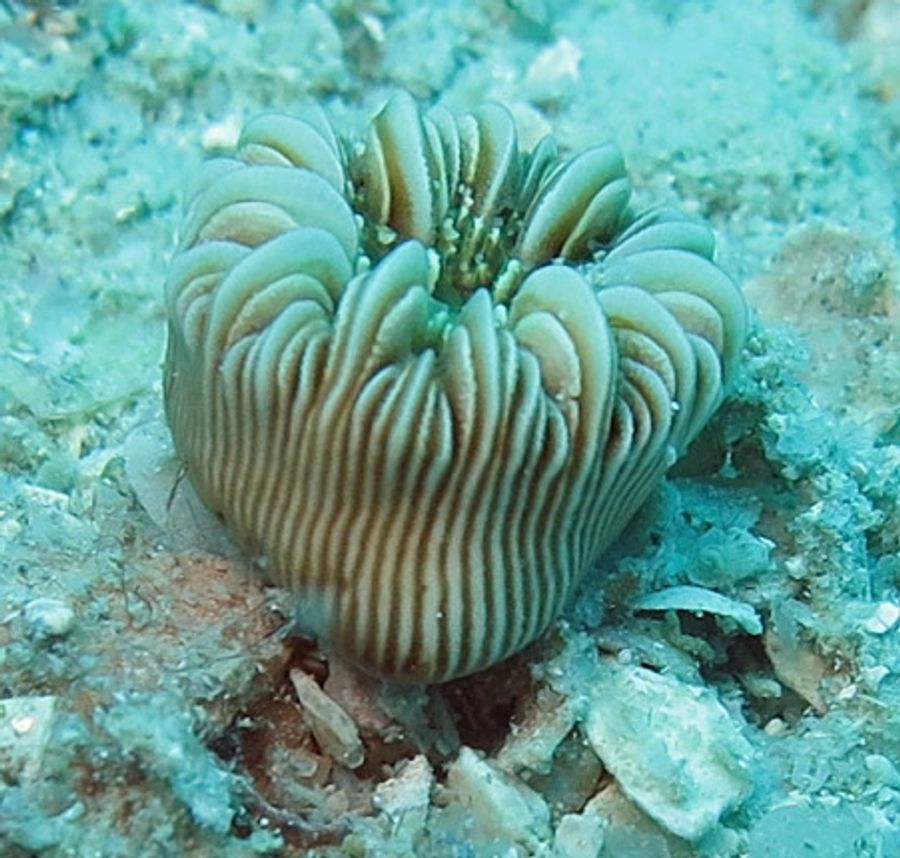 ภาพ บีrachytrochus