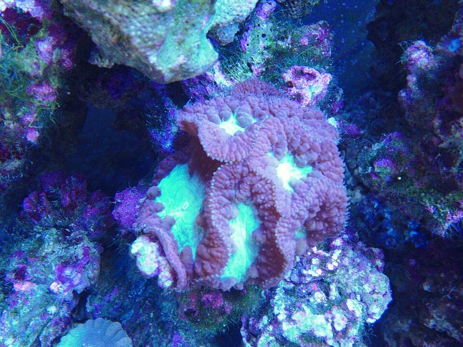 ภาพ ซีeriomorpha
