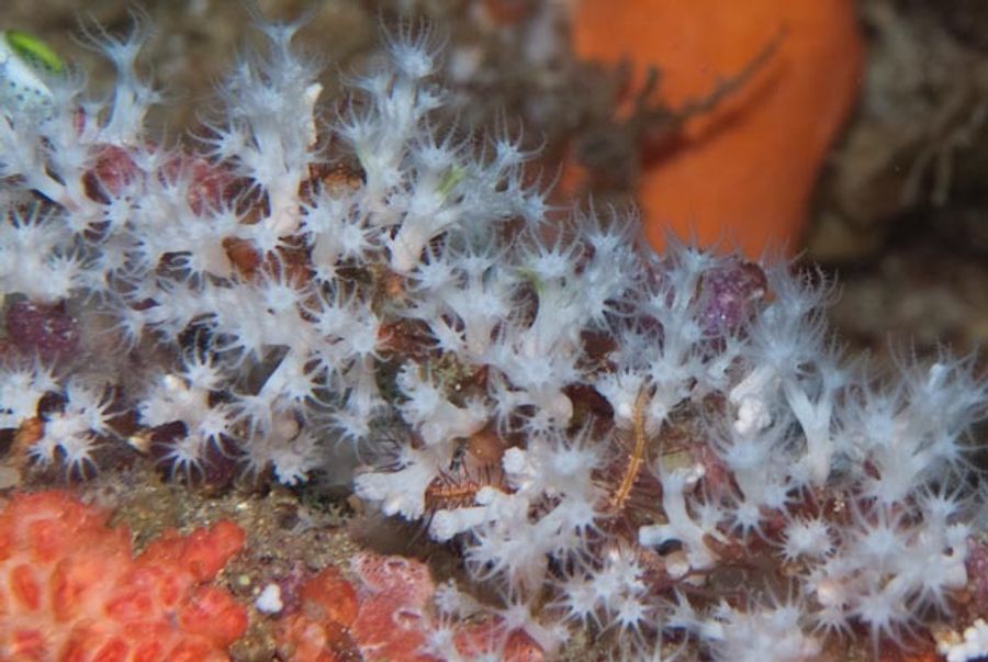 ภาพ ซีorymbophyton
