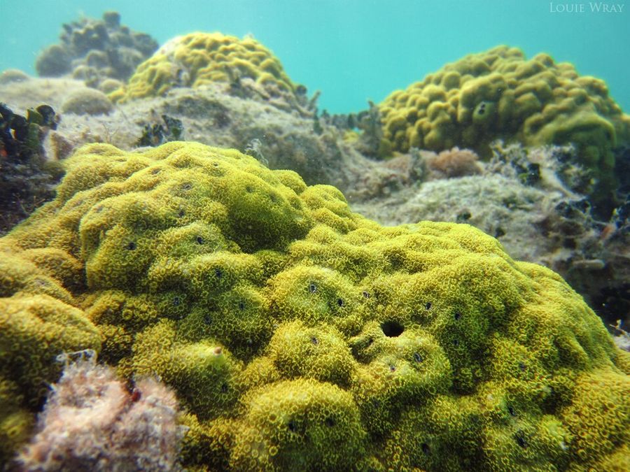 ภาพ ซีosmoporites