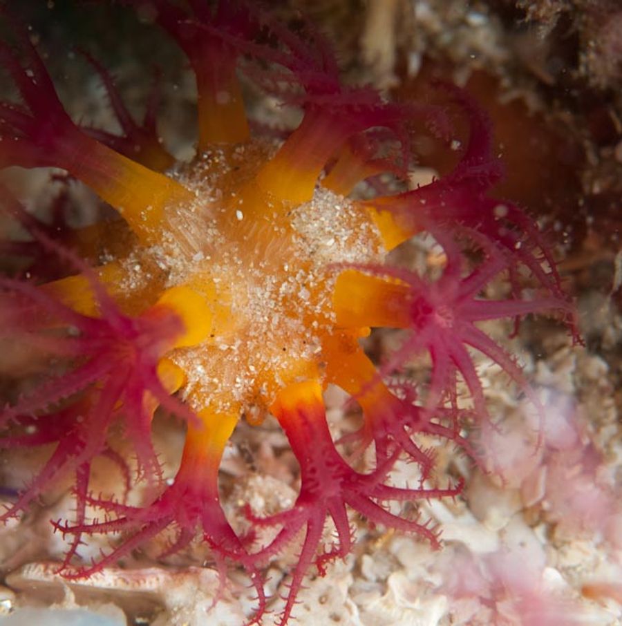 ภาพ อีleutherobia