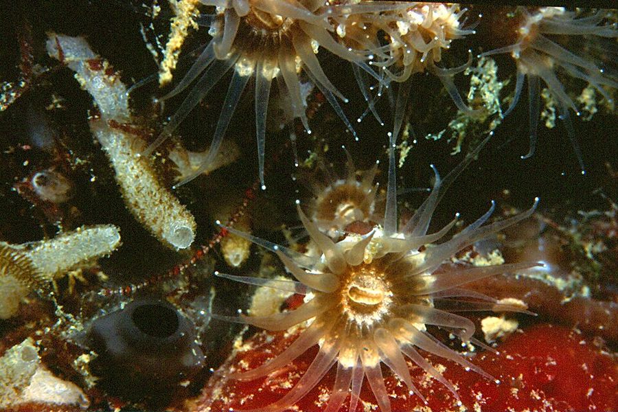 ภาพ อีpizoanthus