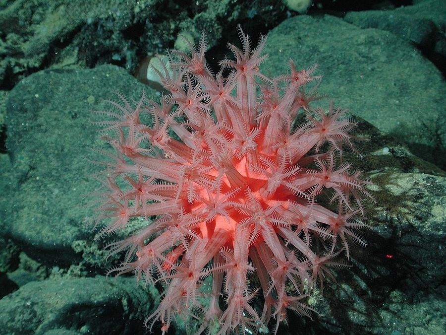 ภาพ เอชeteropolypus