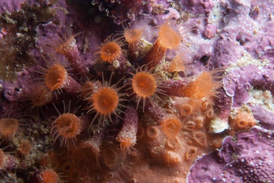ภาพ ไอsozoanthus