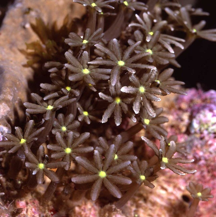 ภาพ เคnopia