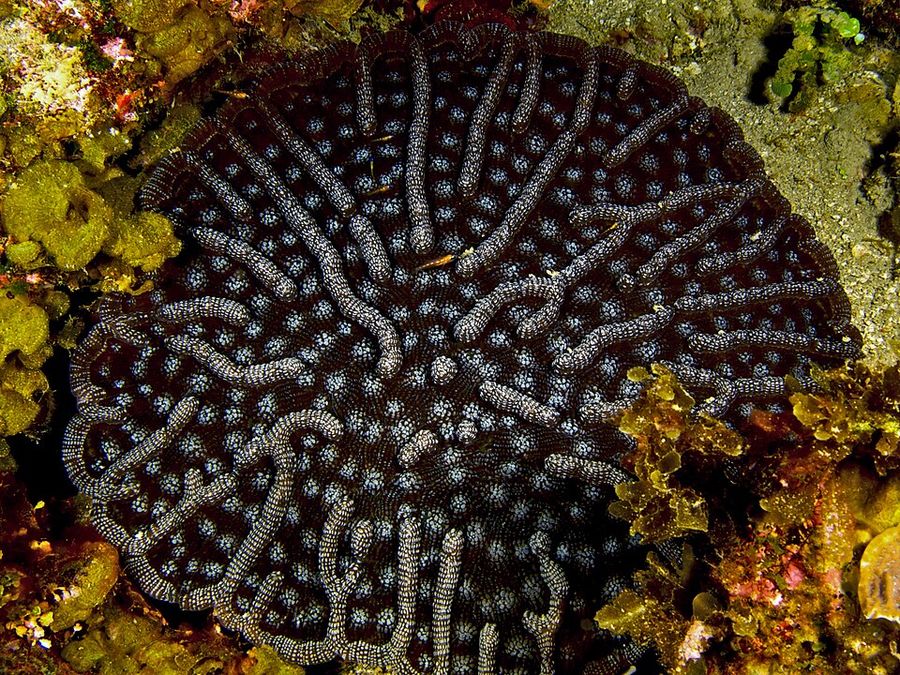ภาพ เอ็มycetophyllia