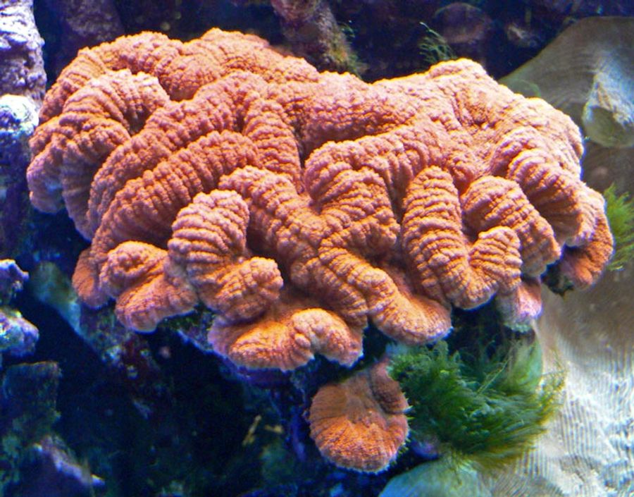 ภาพ พีalauphyllia